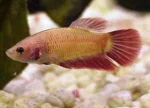 Betta Splendens 3