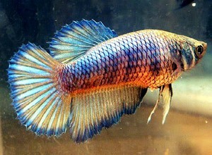 Betta Splendens 6