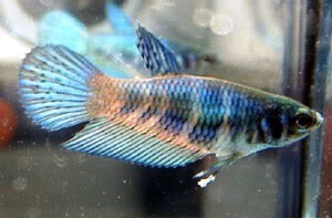 Betta Splendens 7