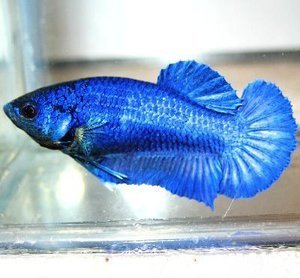 Betta Splendens 9