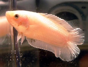 Betta Splendens 13