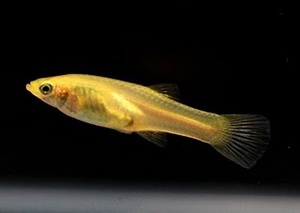 Endler Gold female