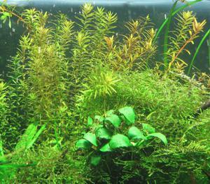 04232011_380_Rotala