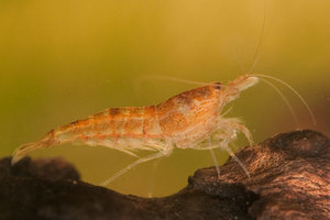 orange shrimp 2