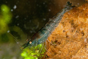 Neocaridina sp. Blue