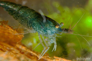 (???) Neocaridina sp. Blue