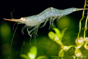 Caridina gracilirostris