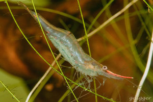 Caridina gracilirostris