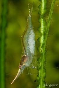 Caridina gracilirostris