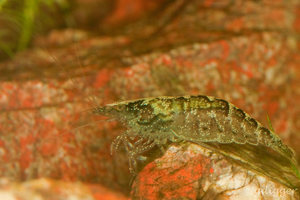 Caridina weberi