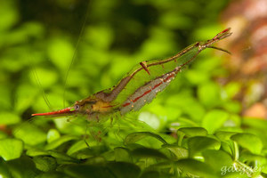 Caridina gracilirostris