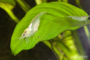 Neocaridina cf. zhangjiajiensis var. White pearl