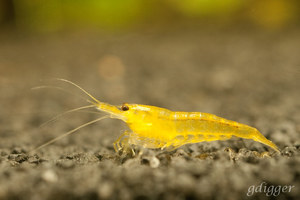 Neocaridina heteropoda var. yellow