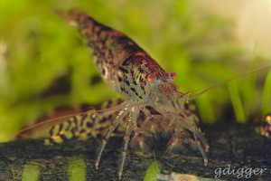 Blue Caesar shrimp