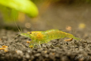 Neocaridina heteropoda var.