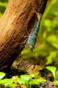 Caridina Cantonensis sp. 