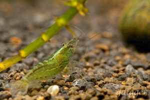 Midget shrimp. Babaulti sp.?