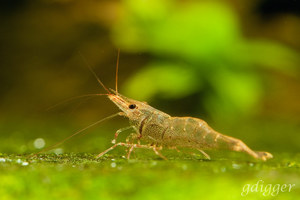 Blue bee shrimp Caridina sp. Sulawesi