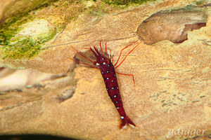 Caridina Dennerli