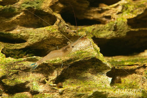 Caridina caerulea