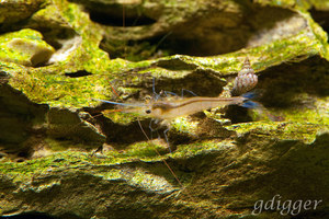 Caridina caerulea