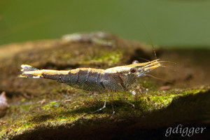 Caridina masapi