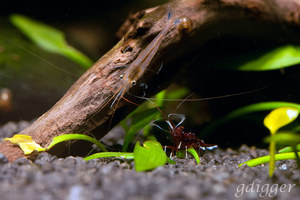 Caridina caerulea & Caridina dennerli