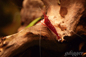 Caridina Dennerli