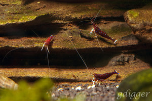 Caridina Dennerli