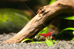 Caridina Dennerli