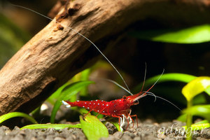 Caridina Dennerli