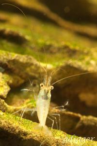 Caridina Longidigita