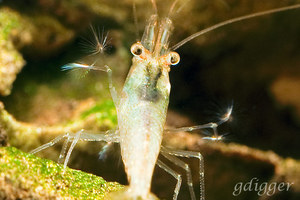 Caridina Longidigita