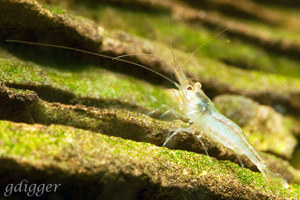 Caridina Longidigita