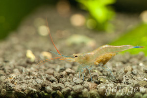 Caridina Caerulea