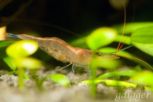 Caridina caerulea