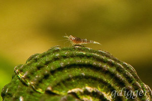 Caridina caerulea