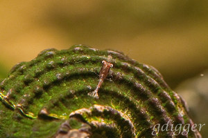 Caridina caerulea