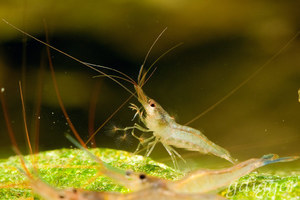 Caridina Longidigita