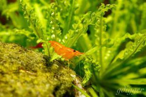 Caridina cf. Propinqua