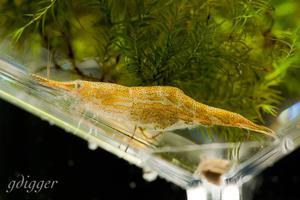 Caridina Hodgarti