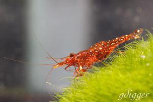 Caridina Glaubrechti