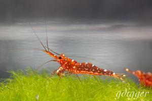 Caridina Glaubrechti