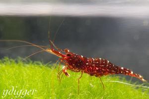 Caridina Glaubrechti