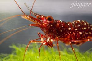 Caridina Glaubrechti