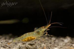 Caridina Longidigita