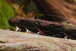 Caridina Dennerli and Caridina Woltereckae