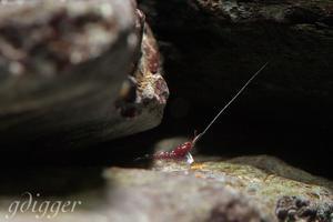 Caridina Dennerli shrimplet