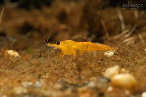 Caridina Propinqua