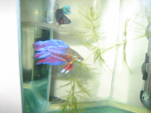 betta splendens double tail